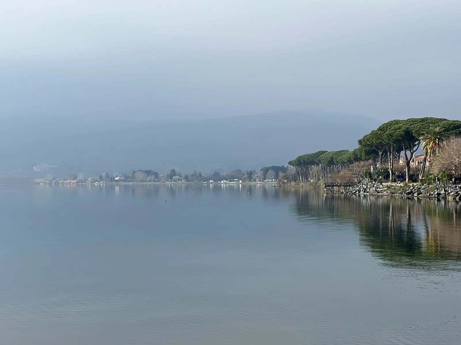 Umbrella pines on the Trevignano lakefront